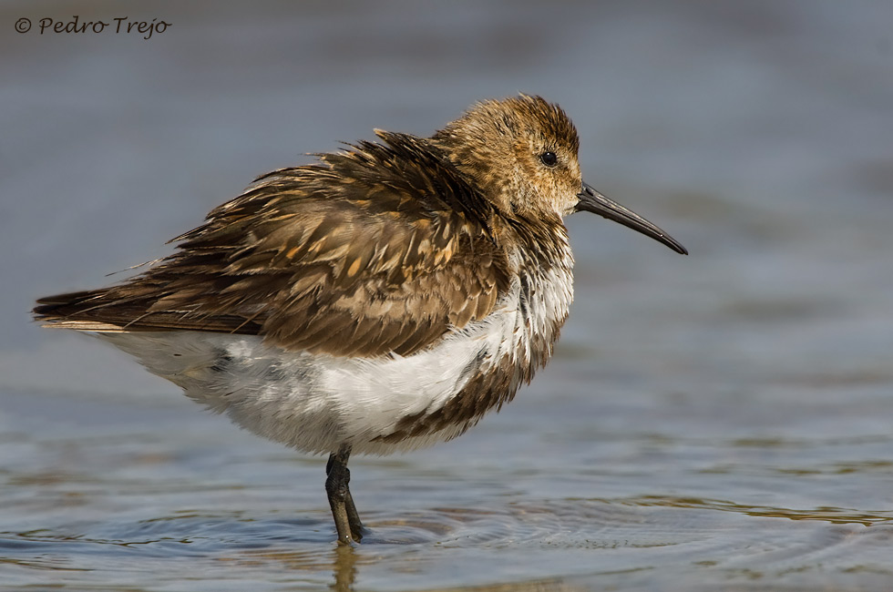 Correlimos común (Calidris alpina)